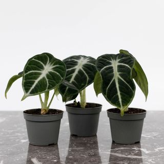 Alocasia 'Ninja'