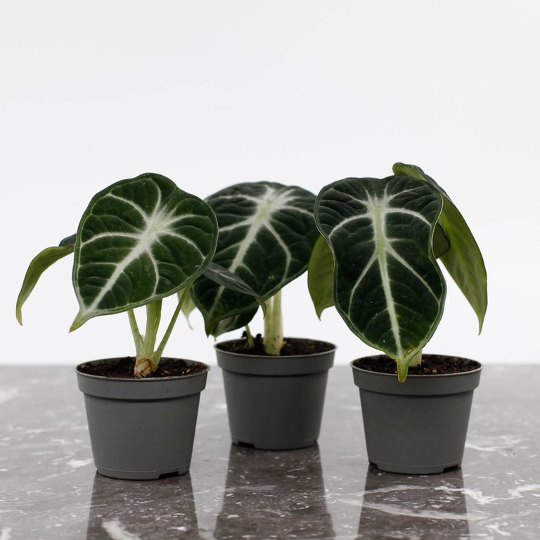 Alocasia 'Ninja' 6 cm
