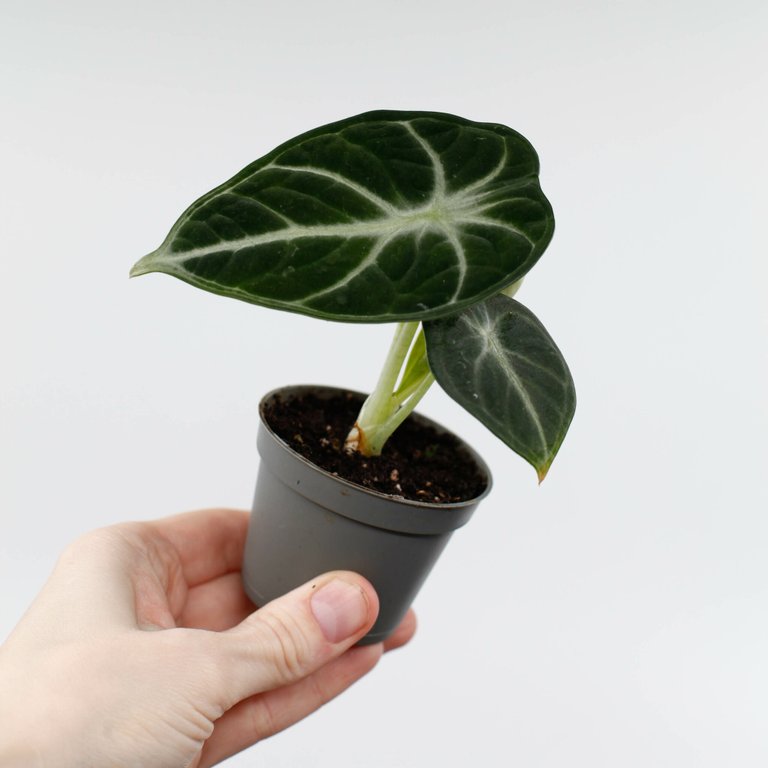 Alocasia 'Ninja' 6 cm
