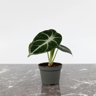 Alocasia 'Ninja'