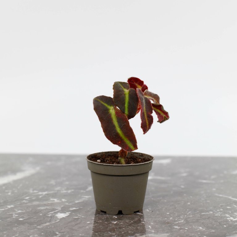 Begonia listada 6 cm