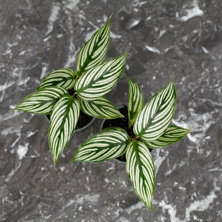 Calathea vittata 6 cm