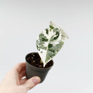 Alocasia frydek 'Variegata'