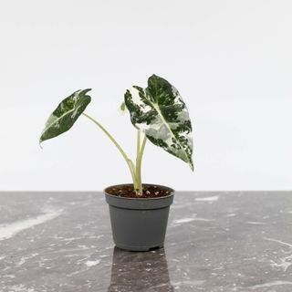 Alocasia frydek 'Variegata'