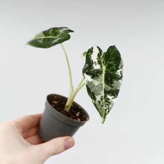 Alocasia frydek 'Variegata'