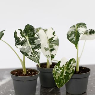 Alocasia frydek 'Variegata'