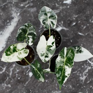 Alocasia frydek 'Variegata'