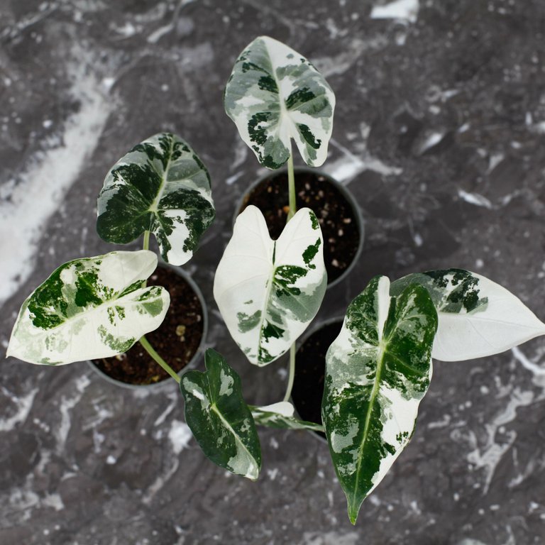 Alocasia frydek 'Variegata' 6 cm