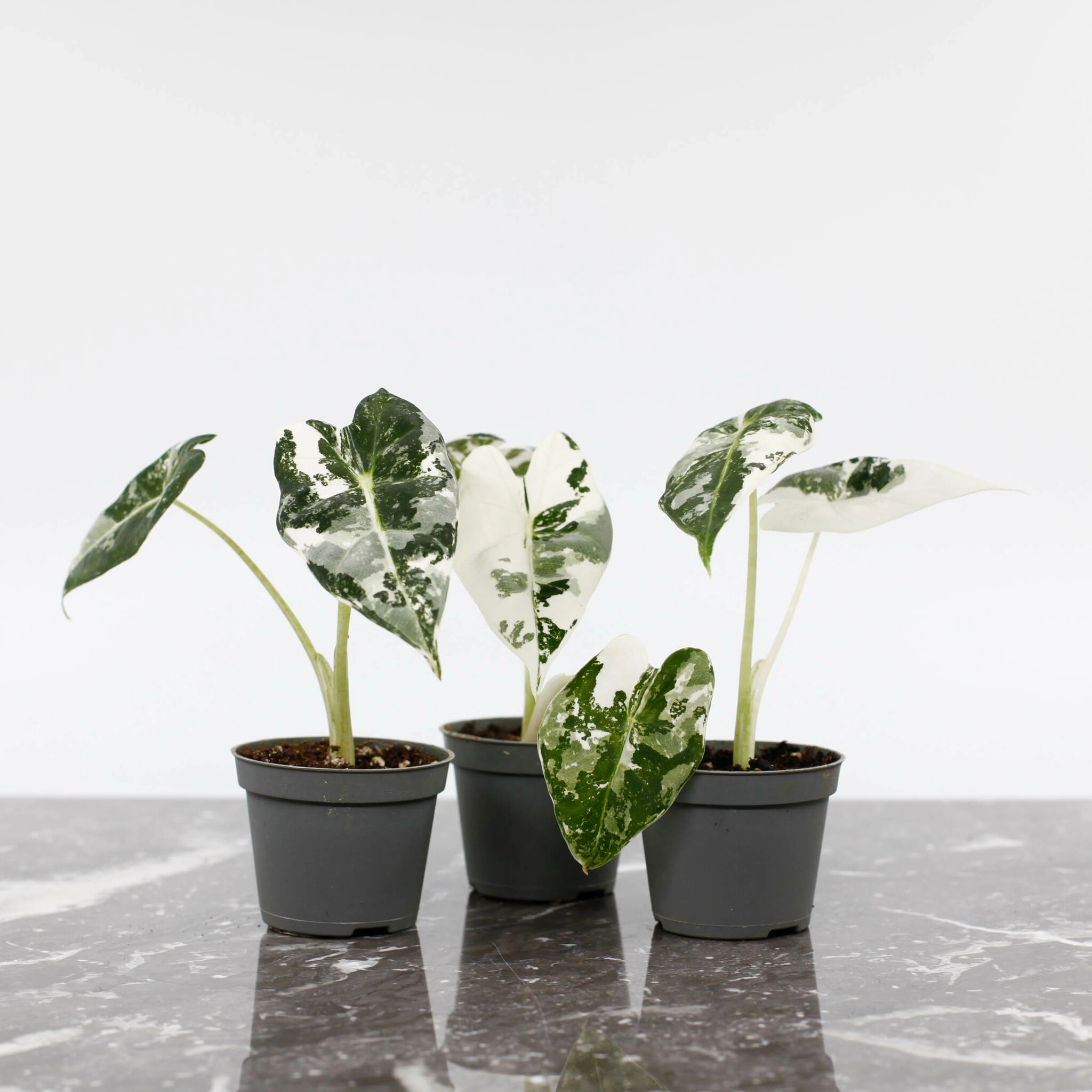 Alocasia frydek ‘Variegata’ växt