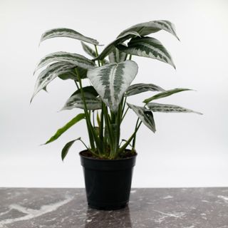 Schismatoglottis wallichii