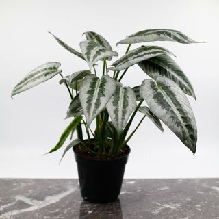 Schismatoglottis wallichii