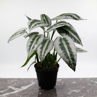 Schismatoglottis wallichii