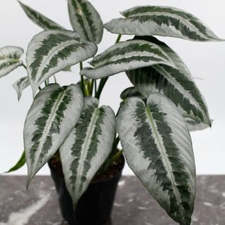 Schismatoglottis wallichii