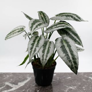 Schismatoglottis wallichii