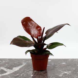 Philodendron 'Red Cherry' 12 cm
