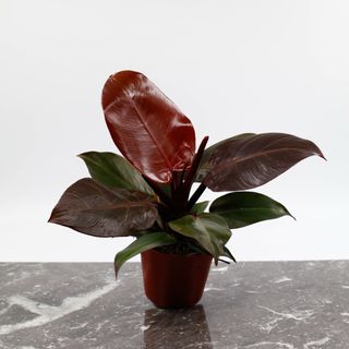 Philodendron 'Red Cherry' 12 cm