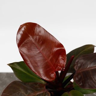 Philodendron 'Red Cherry' 12 cm