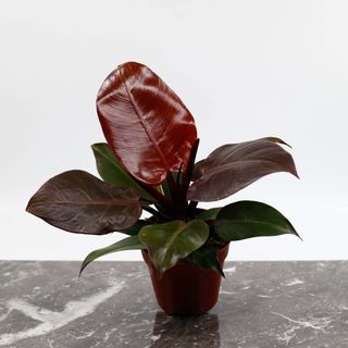 Philodendron 'Red Cherry' 12 cm