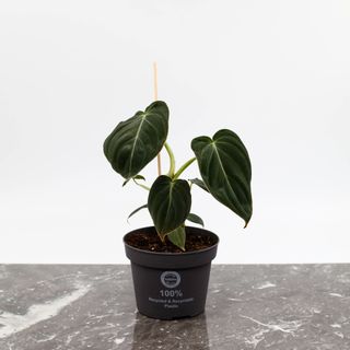 Philodendron Melanochrysum 12 cm