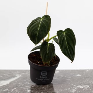 Philodendron Melanochrysum 12 cm