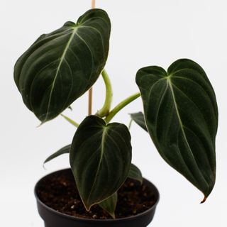 Philodendron Melanochrysum 12 cm