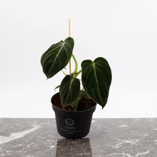 Philodendron Melanochrysum 12 cm