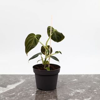 Philodendron Melanochrysum 12 cm