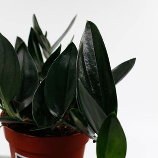 Scindapsus 'Dark Form' 12 cm