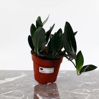 Scindapsus 'Dark Form' 12 cm