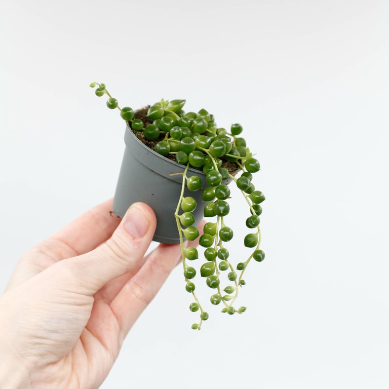 Senecio rowleyanus - Ärtor på tråd 6 cm