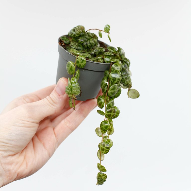 Peperomia prostrata 6 cm