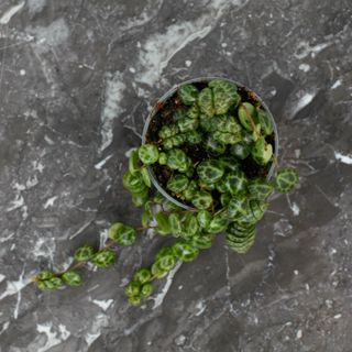 Peperomia prostrata