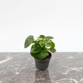 Schefflera arboricola