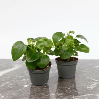 Schefflera arboricola