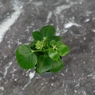 Schefflera arboricola