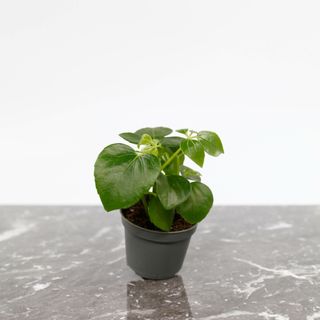 Schefflera arboricola