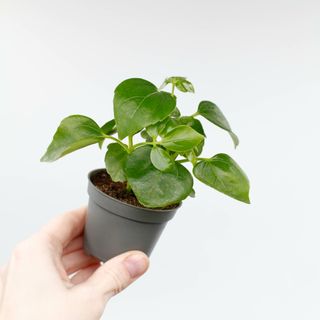 Schefflera arboricola