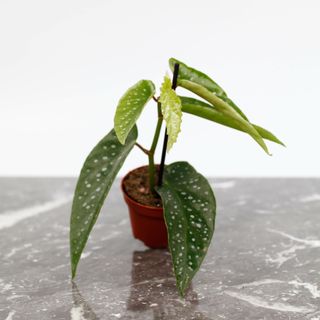 Begonia × albopicta