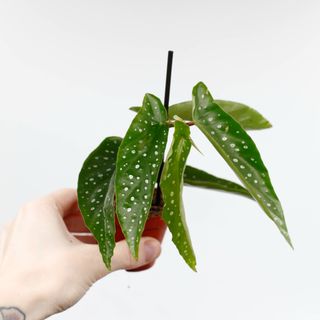 Begonia × albopicta