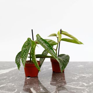 Begonia × albopicta