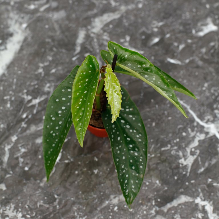 Begonia × albopicta 'Änglavinge' 6 cm Egenodlad