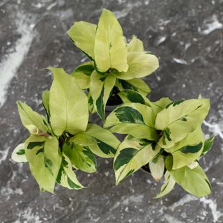 Calathea 'Yellow Fusion'