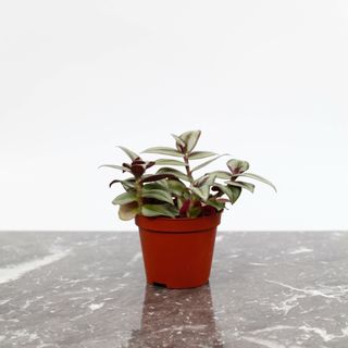 Tradescantia 'Pink Joy' 8 cm