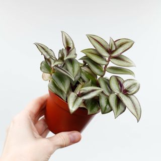 Tradescantia 'Pink Joy' 8 cm