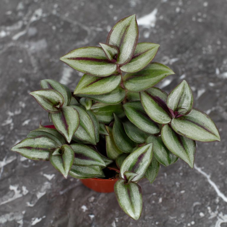 Tradescantia 'Pink Joy' 8 cm