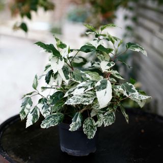 Hibiscus 'Variegata' 12 cm