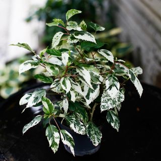 Hibiscus 'Variegata' 12 cm