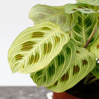 Maranta 'Fantasy' 12 cm