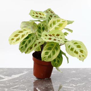 Maranta 'Fantasy' 12 cm