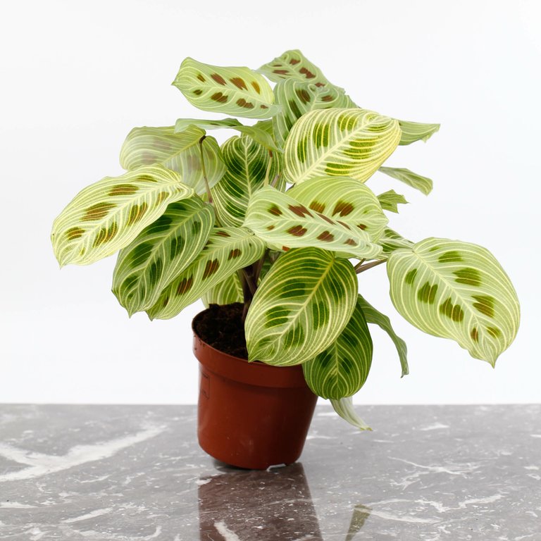 Maranta Leuconeura 'Fantasy' 12 cm